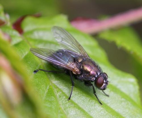 Réf. 247 841 : Eudasyphora sp.